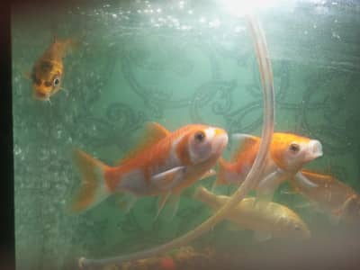Aquarium with fish and Oxygen pump