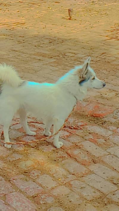15000 Russian dog
