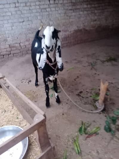 qurbani ke liye taiyar bakra