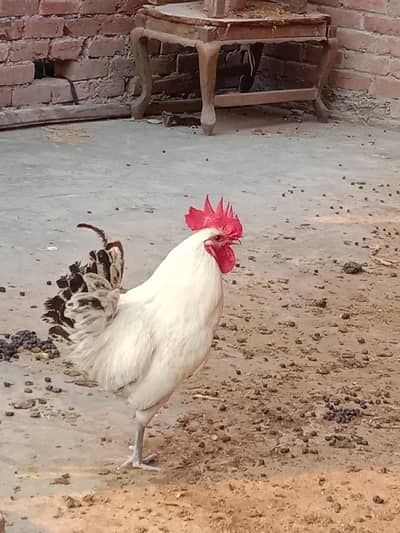 Cochin cochin