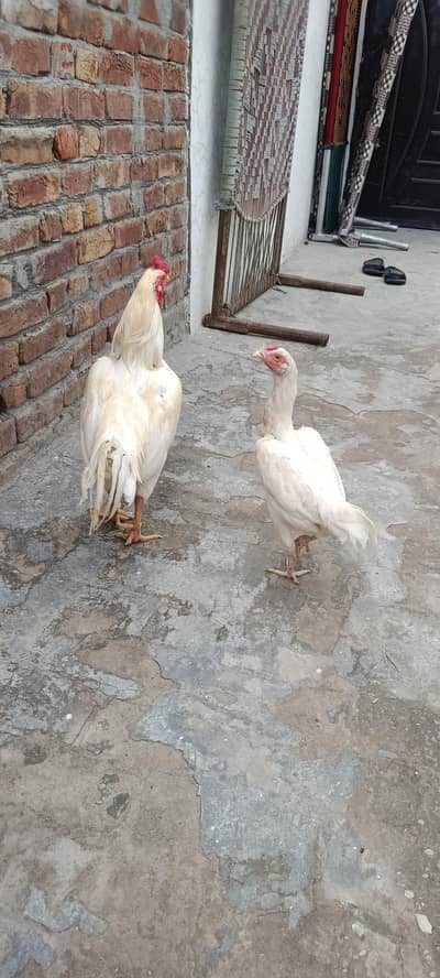 Heera aseel pair morge agg lying. 03067901675