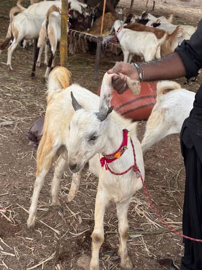 Goats