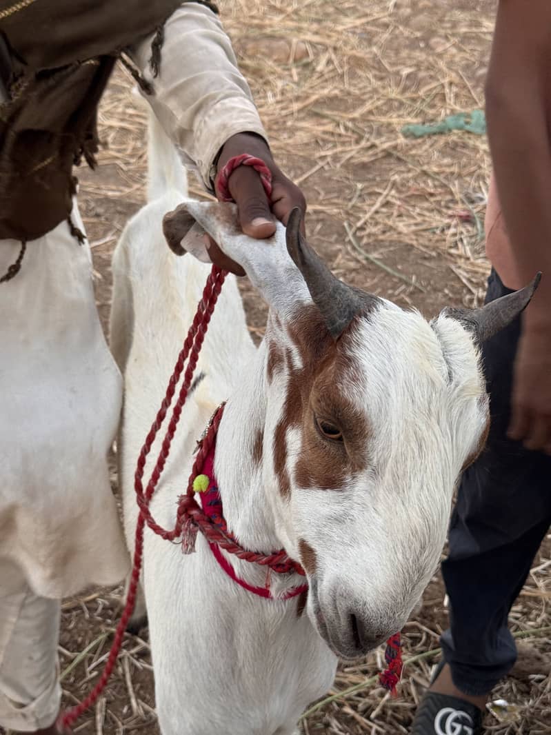 Goats 1