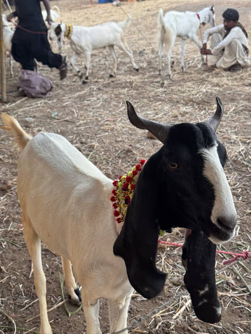 Goats 2