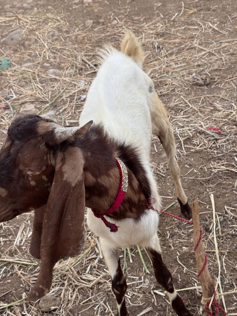 Goats 3