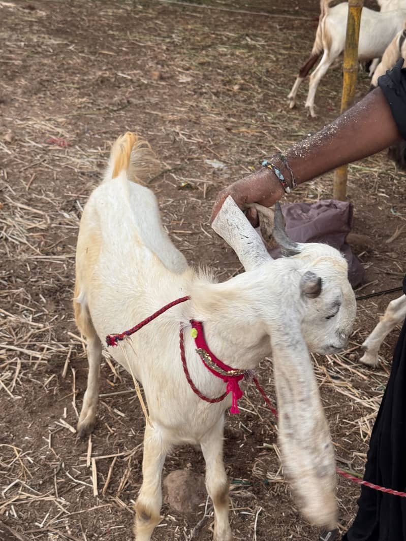 Goats 5