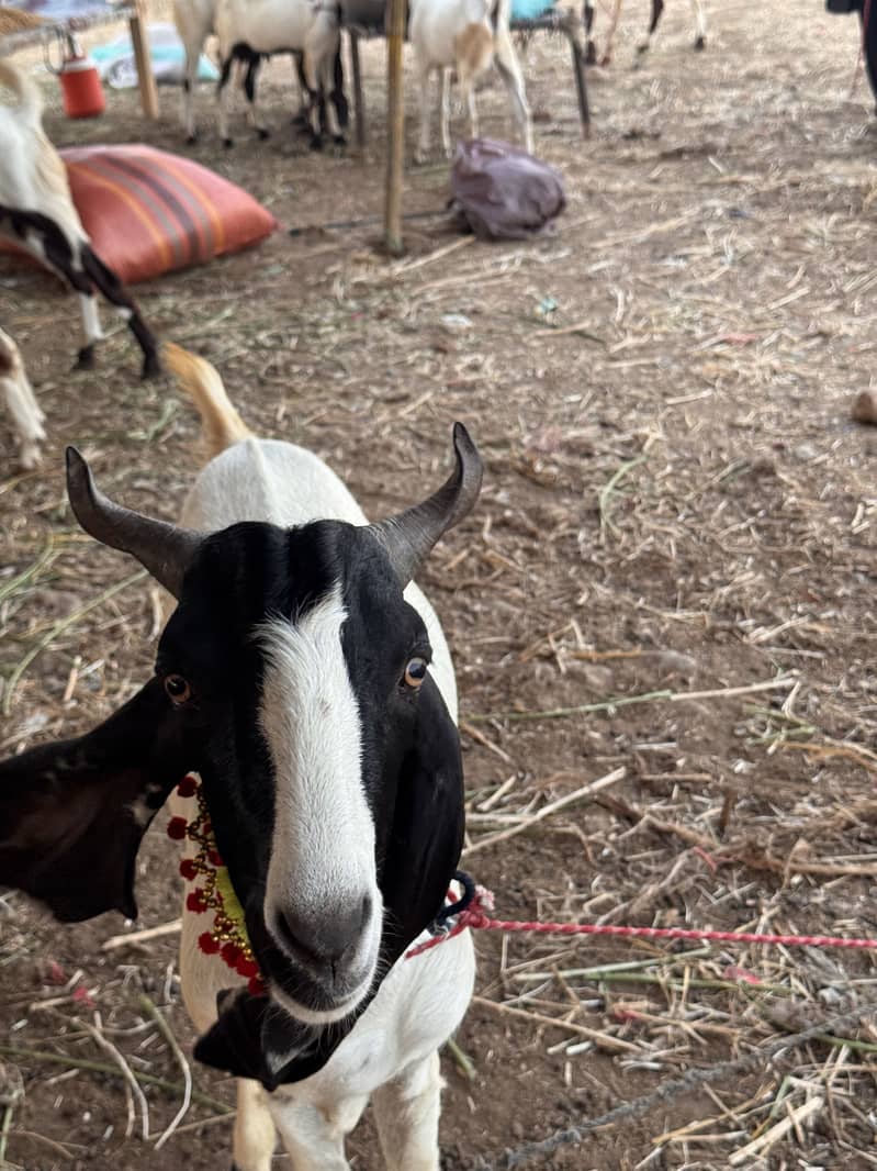 Goats 6