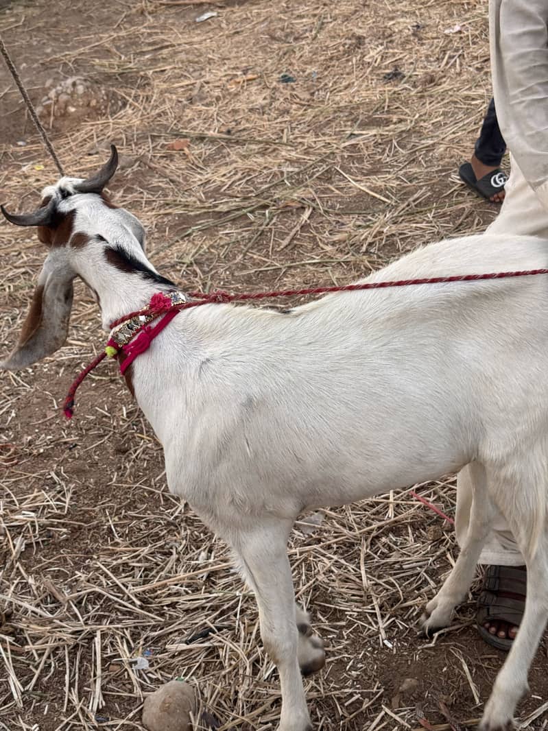 Goats 7
