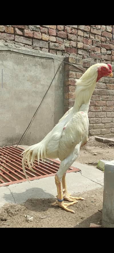 white shamo/ white o shamo /shamo male / shamo patha