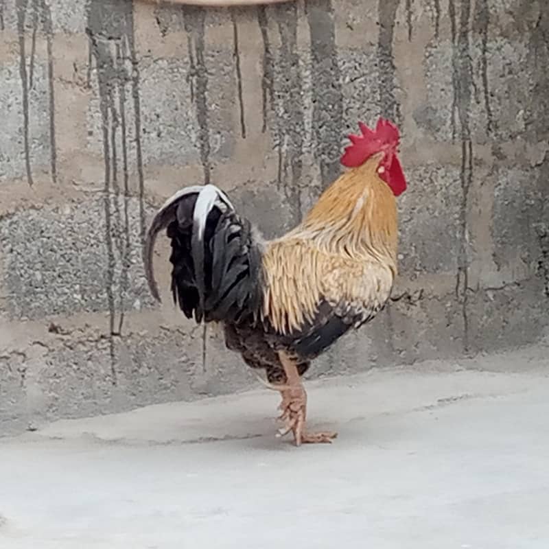 Desir Murga 1
