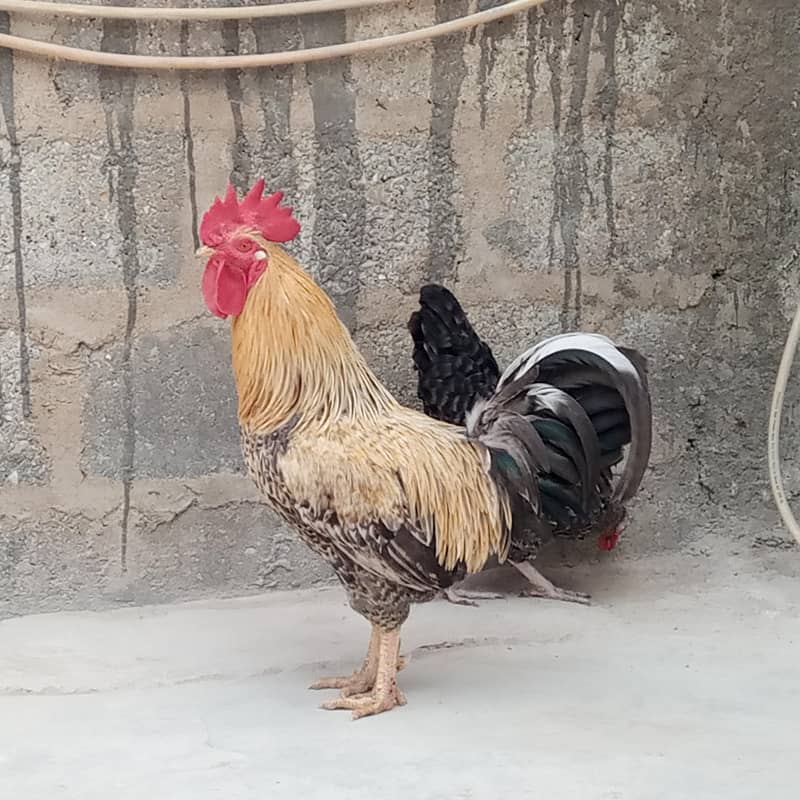 Desir Murga 2