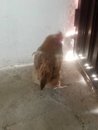 Ando wali 3 hens for sale Andon wali ghar ki