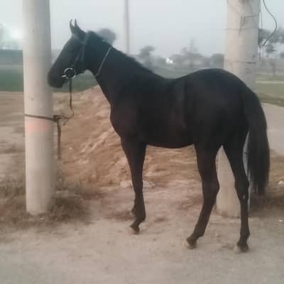brand washeri doghter of  black Rose