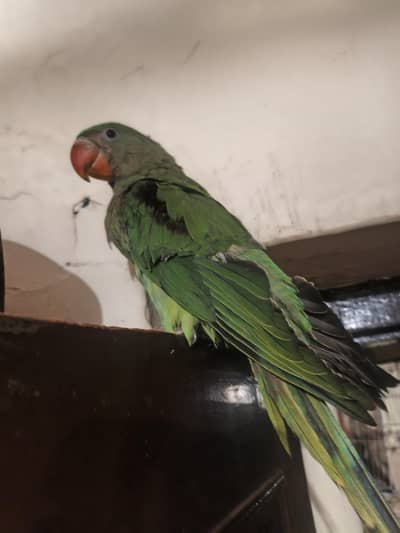 parrot raw