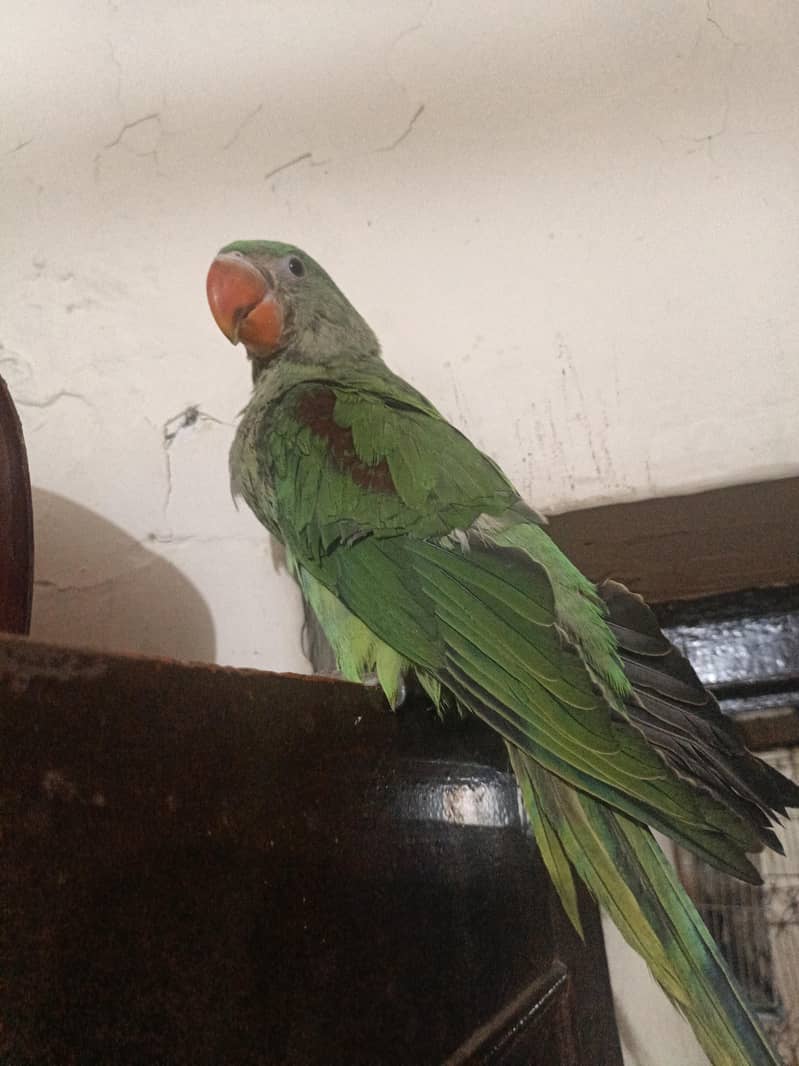 parrot raw 1