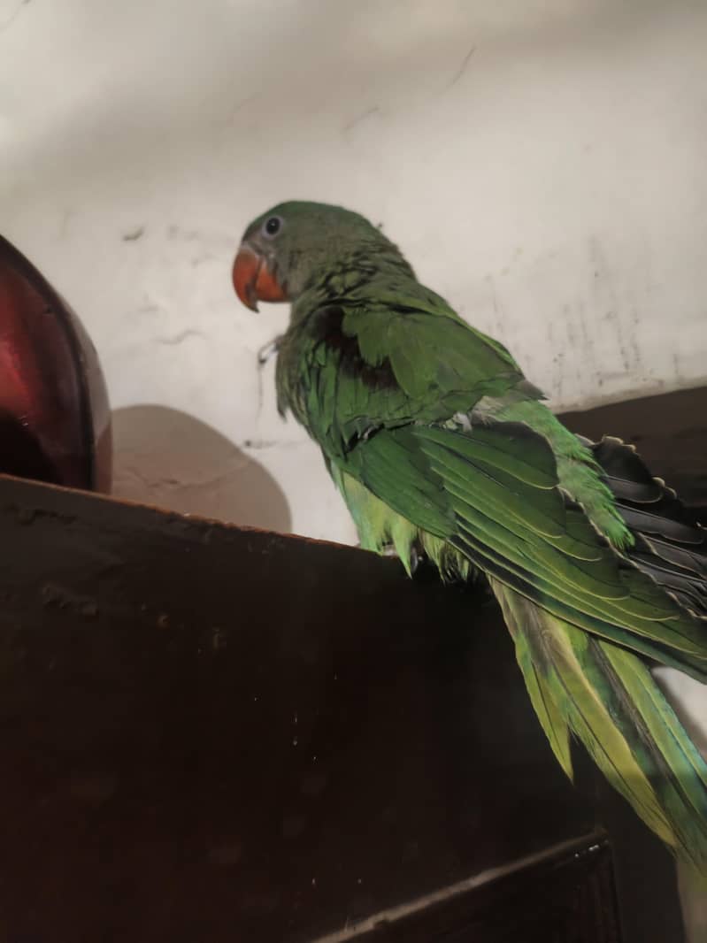 parrot raw 2