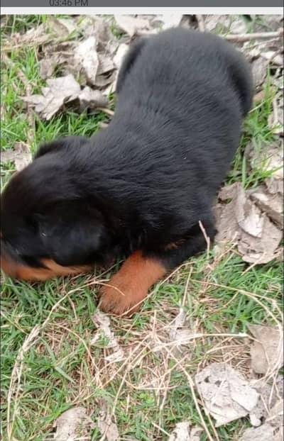 rottweiler puppies for sale male only one piece
