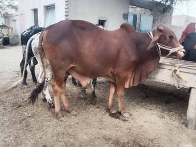 Dasi Bachra | Sahiwal | Cholastani | Wacha | Bull | Qurbani 2026
