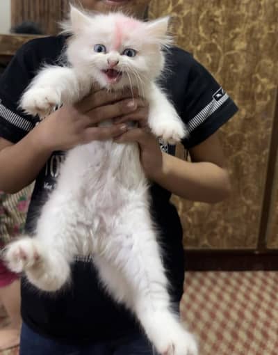 persian kitten pure punch face triple cotted
