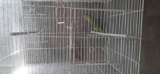 Green ringneck female