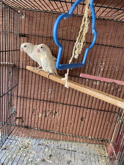 Albino breeder pair for sale