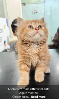 Ginger Persian Cat For Sale