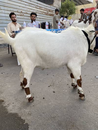 Teddy bakra breeder