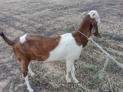 Goat for Sale based on live weight