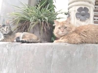 Persian cat