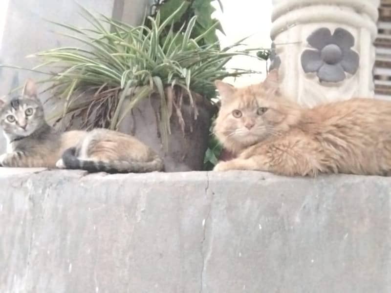 Persian cat 0