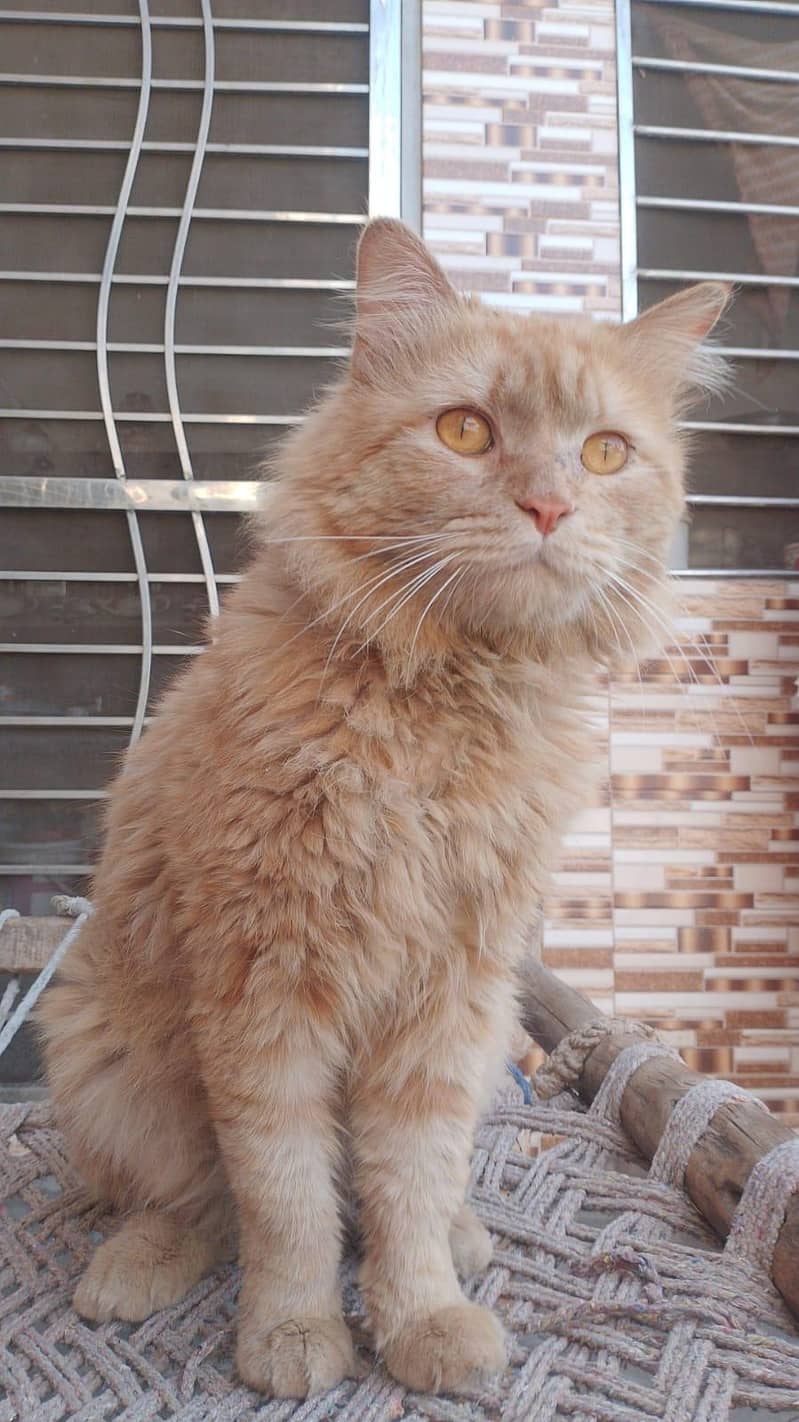 Persian cat 1