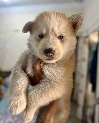 Husky Male Puppy wolly coat blue Eyes 