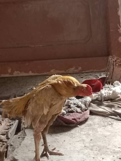 میاوالی