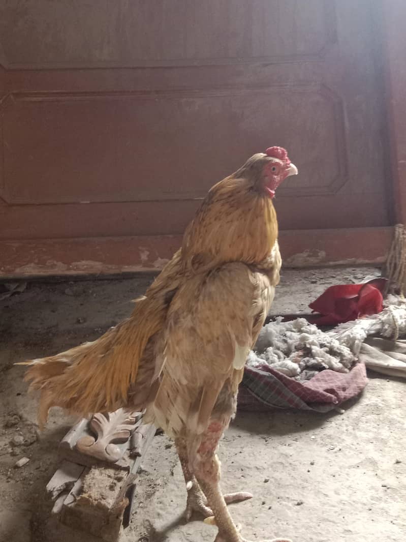 میاوالی 1