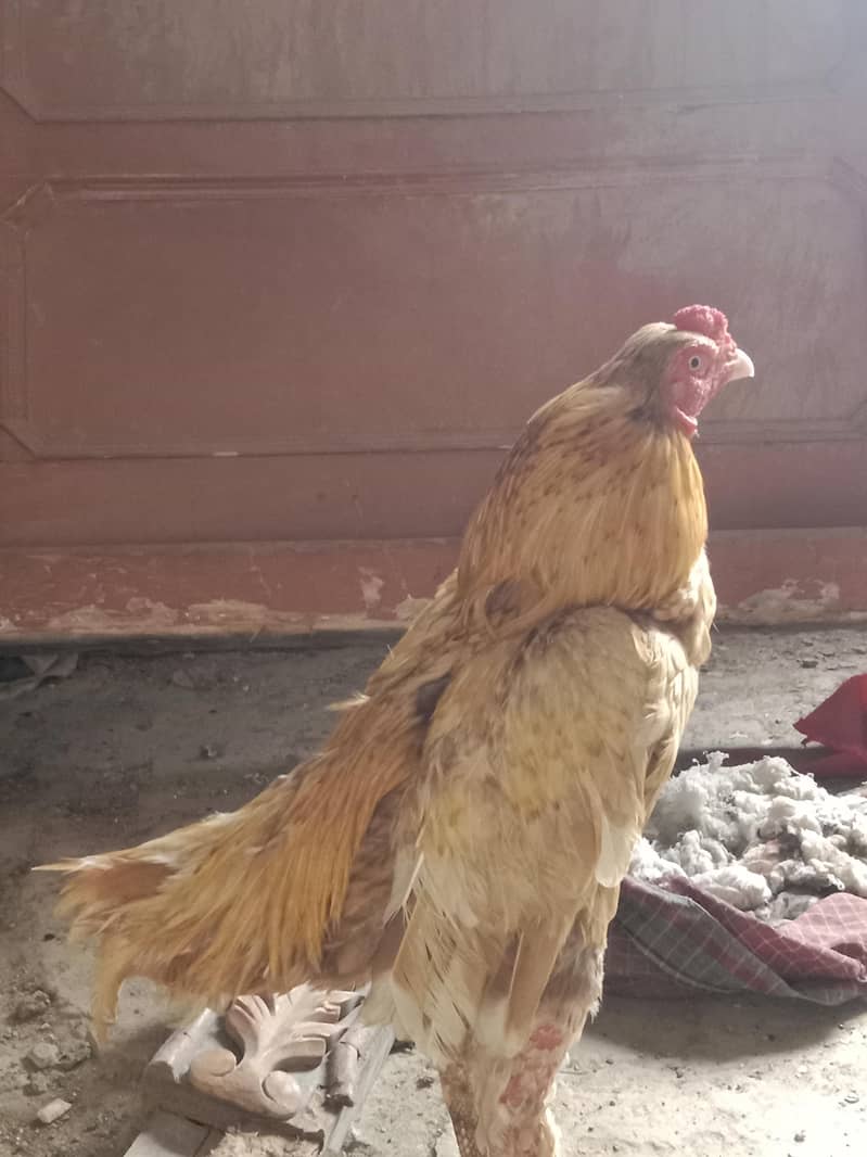 میاوالی 3
