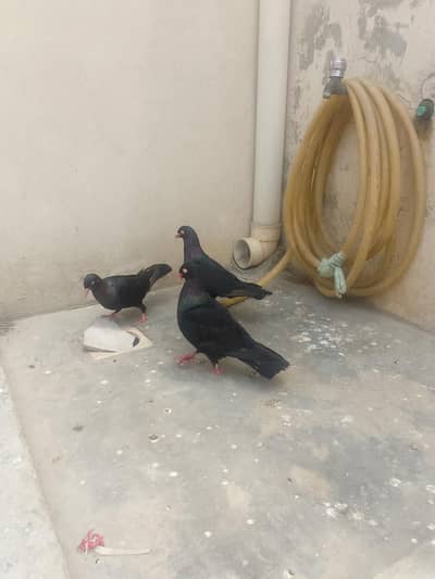 breeder pair
