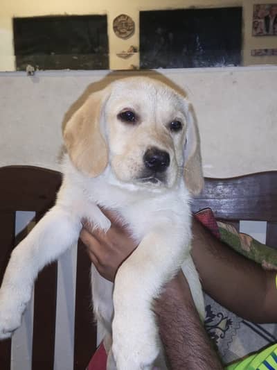 Labrador puppy available for sale