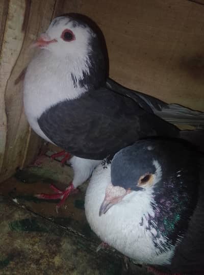 health and active pigeon