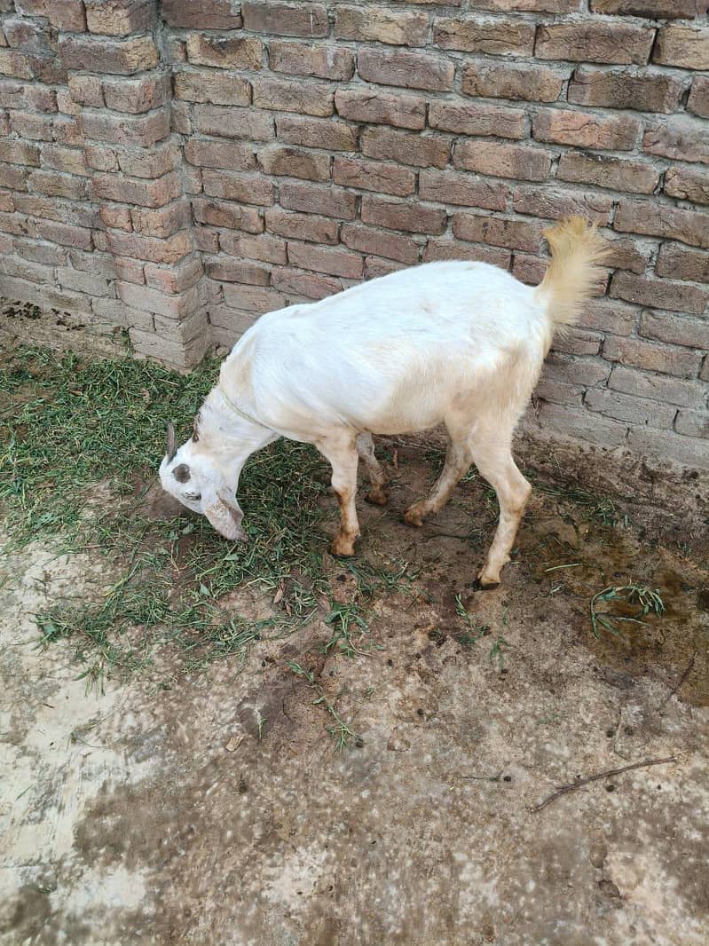 sell for eid 3