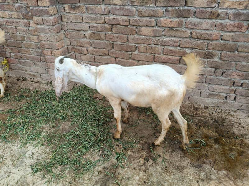 sell for eid 6