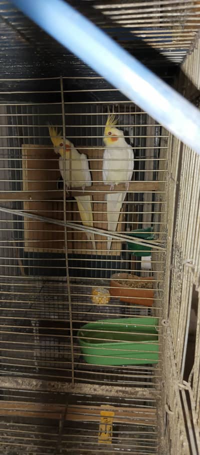 cocktail 100% breeder pairs