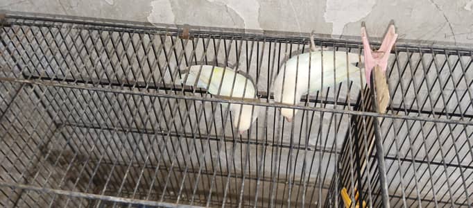 cocktail 100% breeder pairs