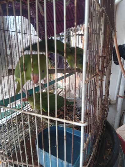 green ringneck chick
