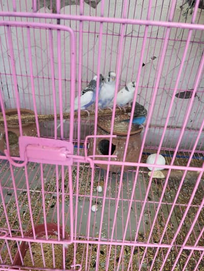 Australian parrots for sale