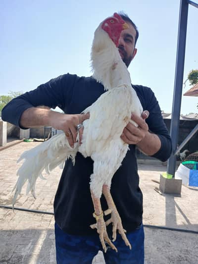WHITE SHAMO / ASEEL SHAMO/ KING SIZE SHAMO/BREEDER SHAMO PAIR