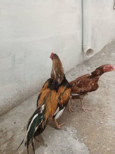 Aseel murga for sale