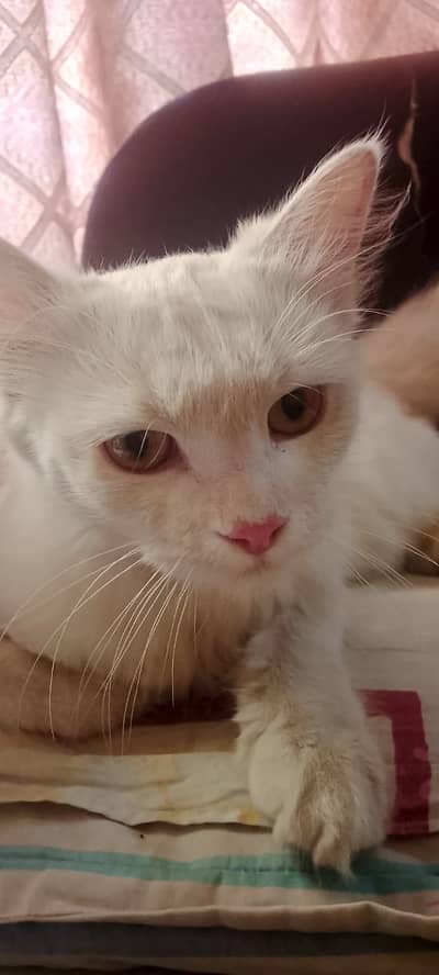 Persian Cat