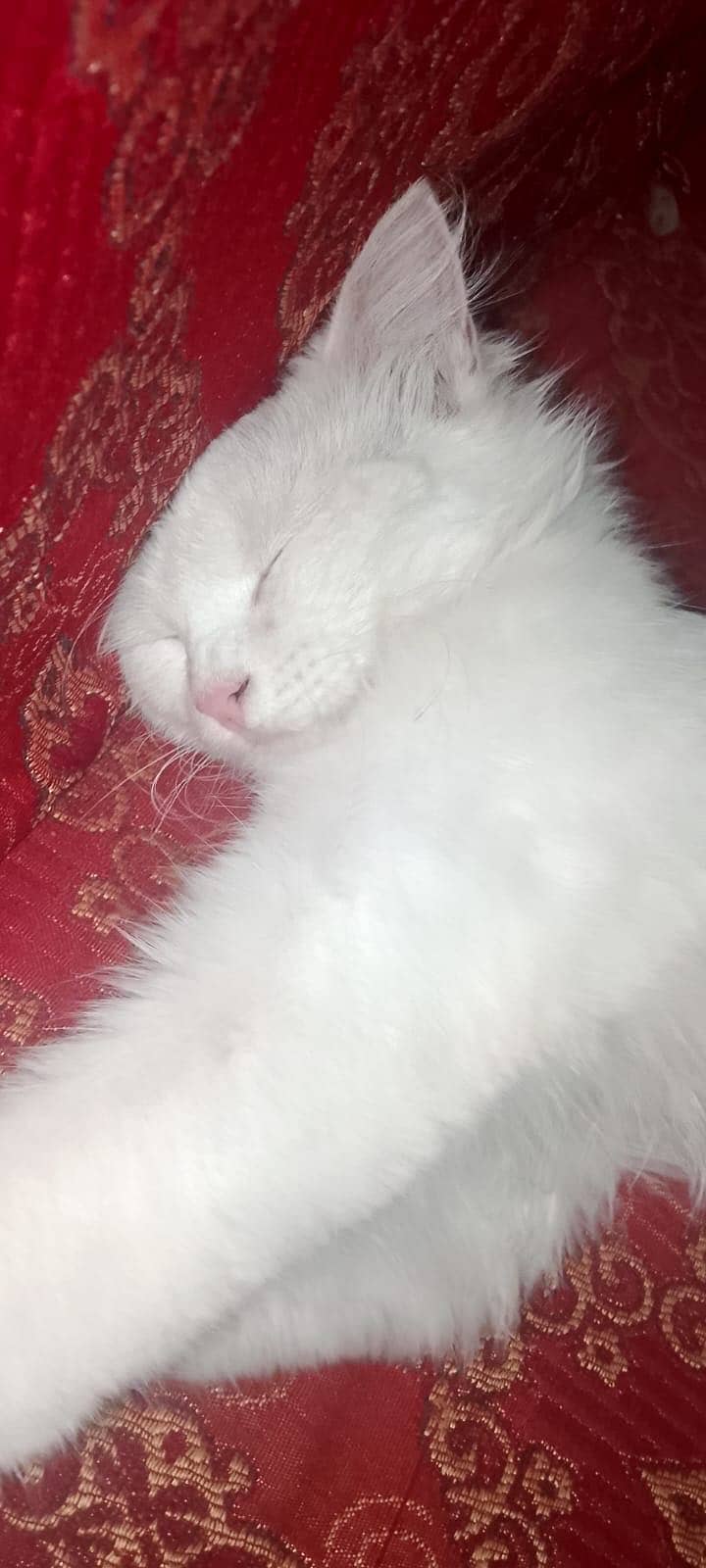 Persian Cat 1