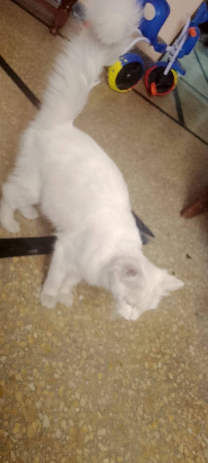 Persian Cat 2
