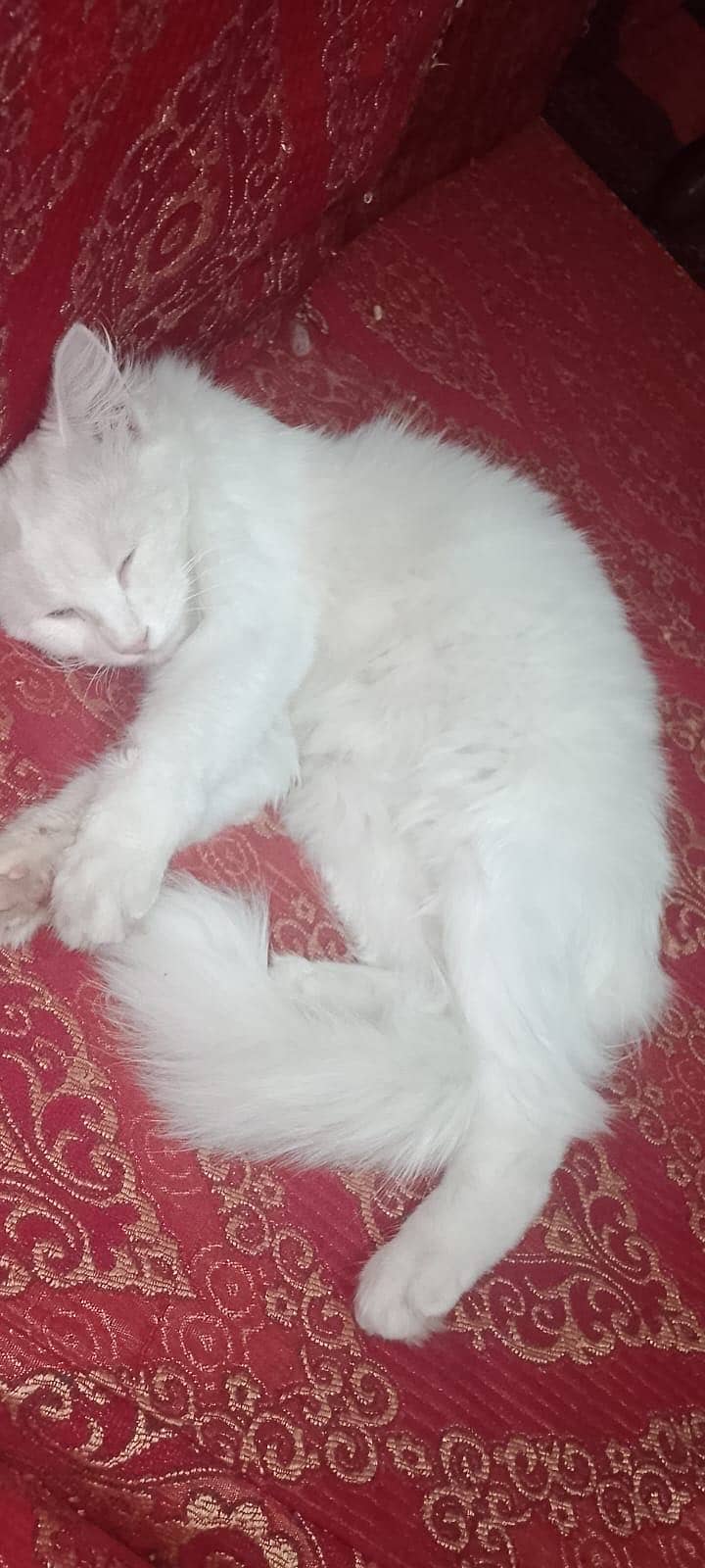 Persian Cat 3